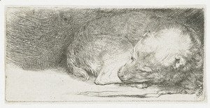 Rembrandt - A sleeping Puppy