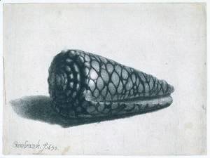 Rembrandt - Cone Shell (Conus marmoreus)