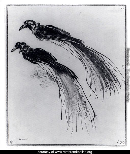 Two Studies Of A Bird Of Paradise