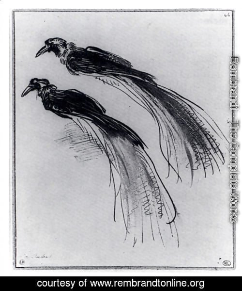 Rembrandt - Two Studies Of A Bird Of Paradise