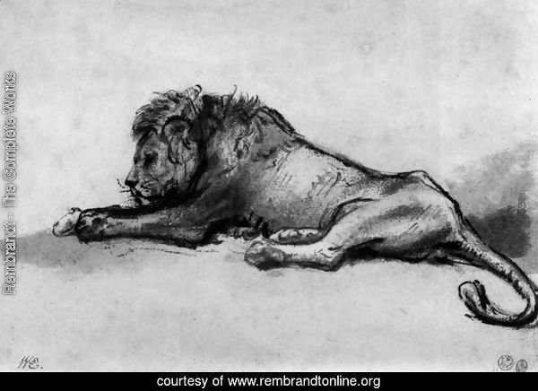 Lion resting 2