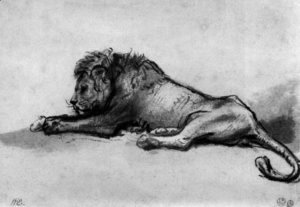 Lion resting 2